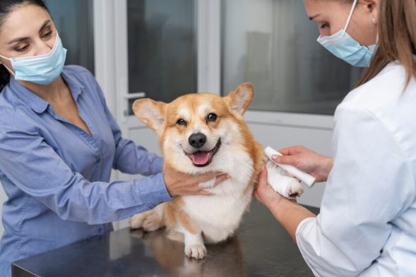 affordable pet vaccines