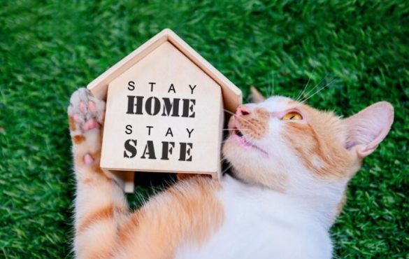 British Shorthair cats for sale