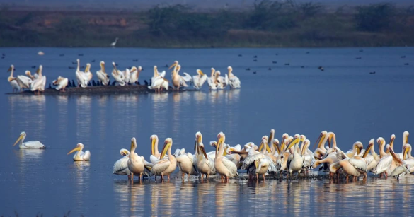 Birding Tours in Kenya