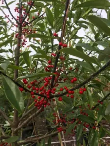 residential tree removal