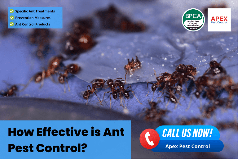 Apex Pest Control Ltd