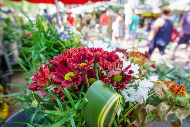 carnations wholesale