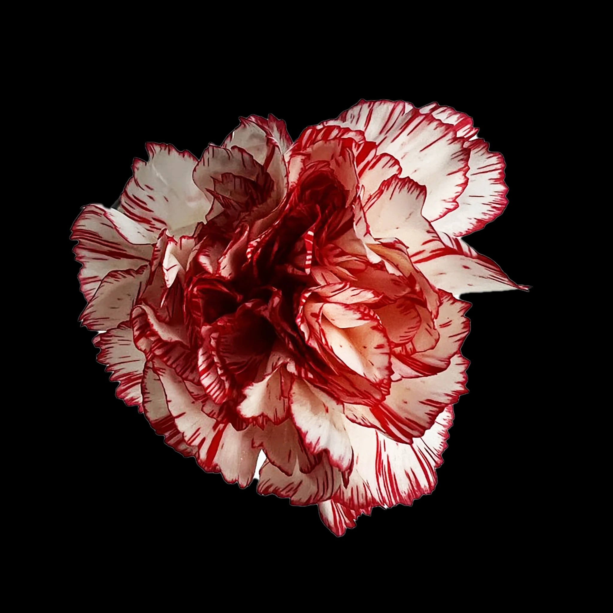 wholesale carnations