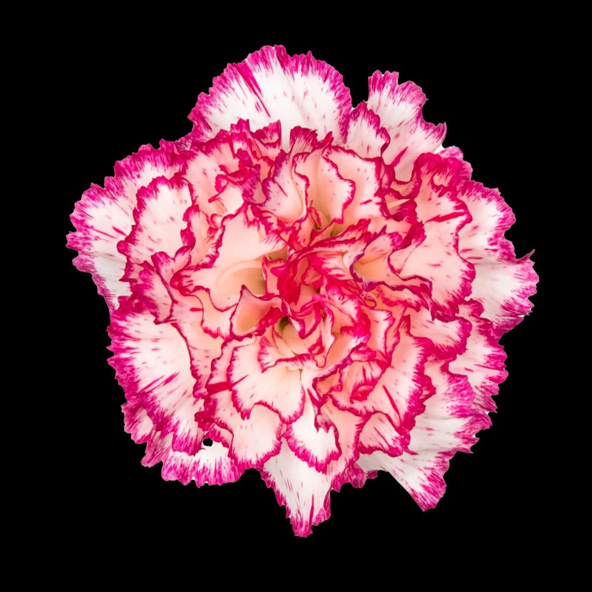 wholesale carnations